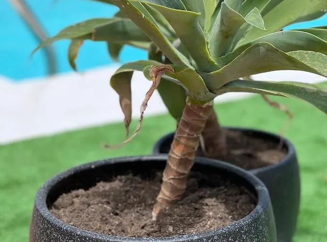 Erimar Met Verwarmd Zwembad * Playa Blanca (Lanzarote)